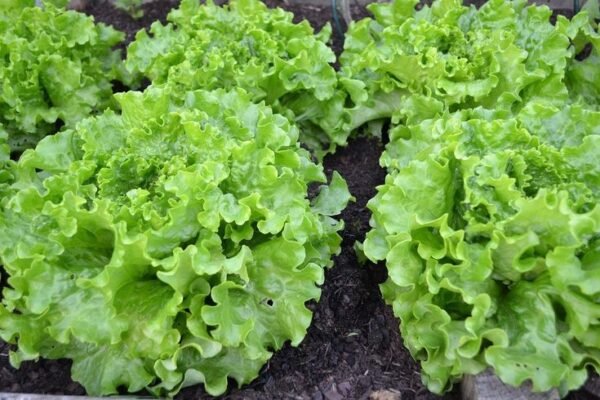 Iceberg lettuce - Image 5