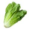 Iceberg lettuce