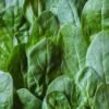 Spinach