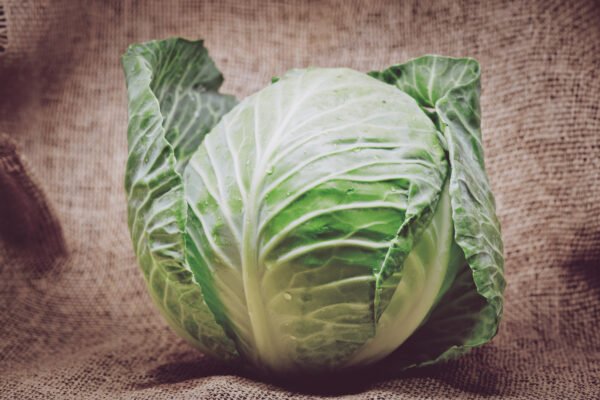 GREEN CABBAGE