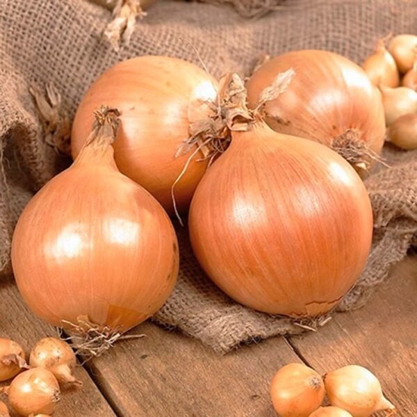 ONION - Image 2