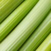 CELERY