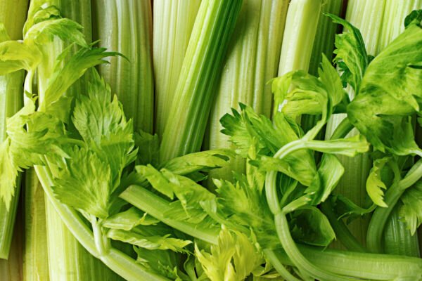 CELERY