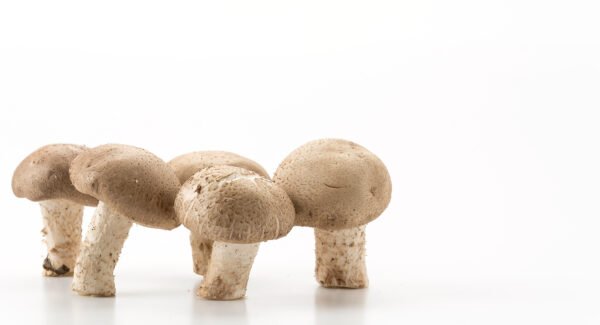 MUSHROOM