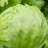 Iceberg lettuce