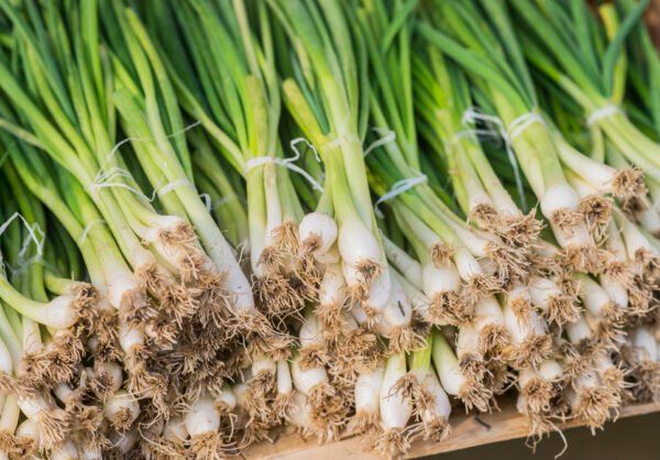 SHALLOT