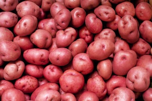 POTATO - Image 6
