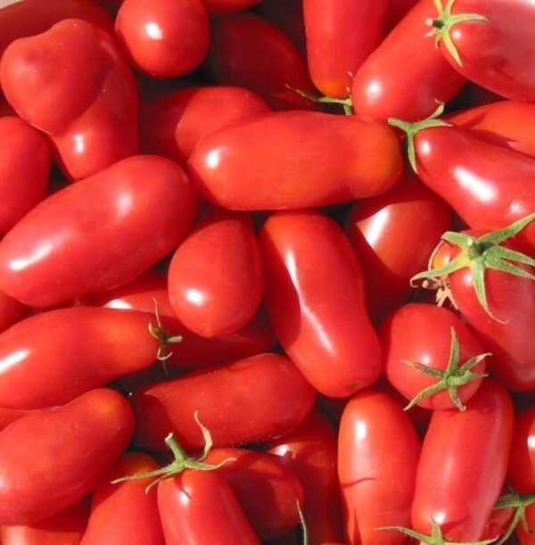TOMATO - Image 2