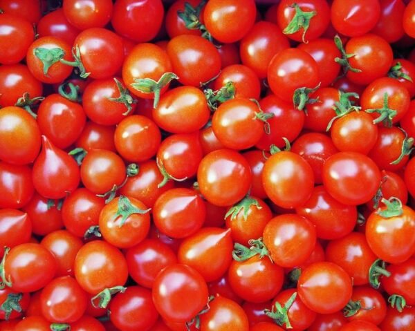 TOMATO - Image 4