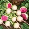 WATERMELON RADISH