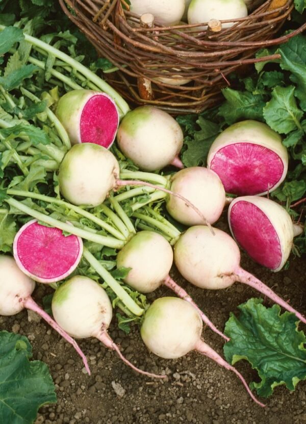WATERMELON RADISH