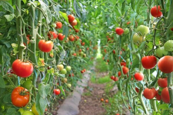 TOMATO - Image 3