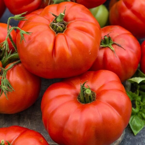 TOMATO